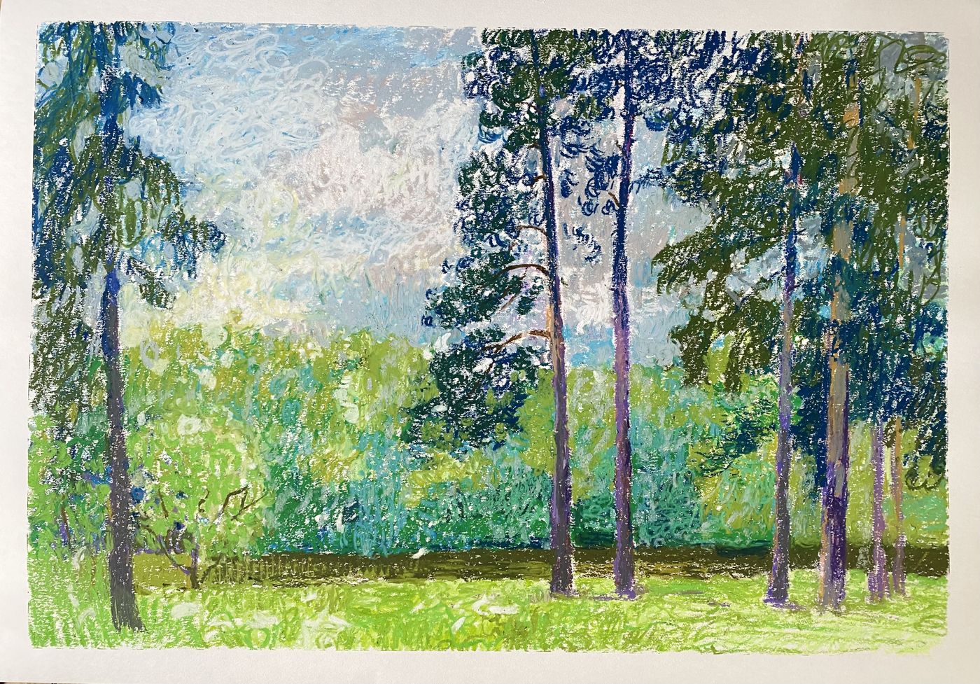 Сосны и просека